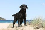 LABRADOR 549